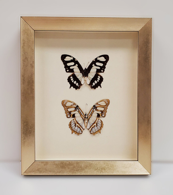 Framed Butterflies