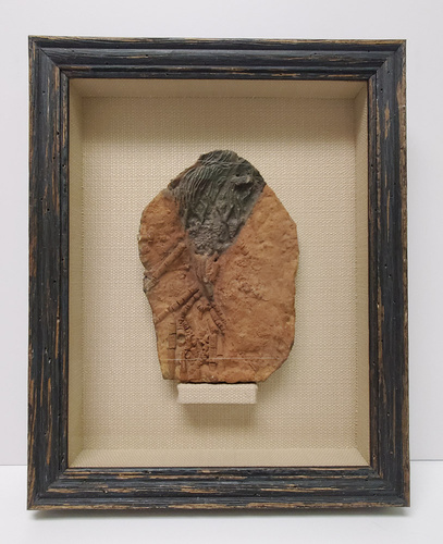 Fossil Shadowbox