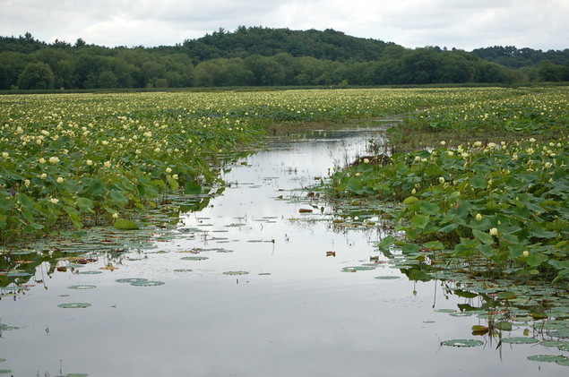 Great Meadows Lilies